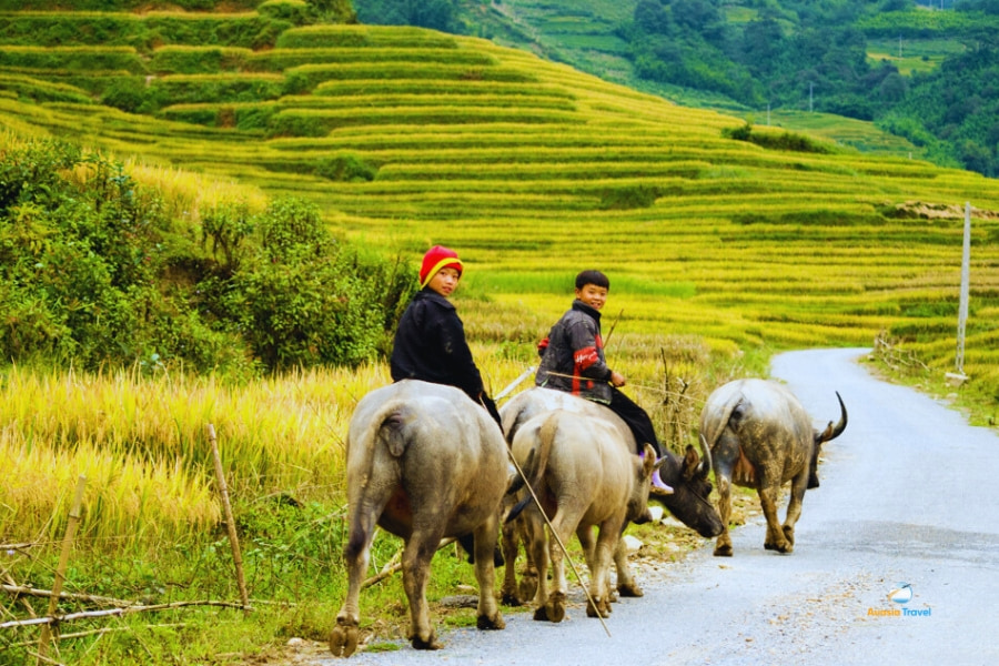 Local farmers herding water buffalo on mountain road in Sapa Vietnam – Auasia Travel